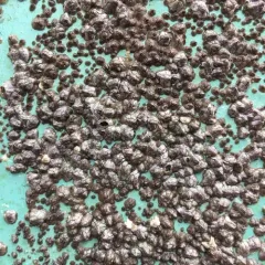 Little Brown Barnacle thumbnail 1