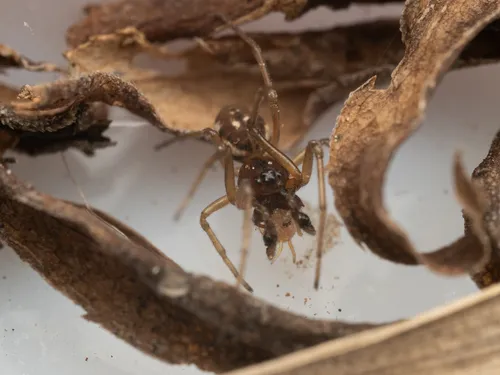 Pachygnatha xanthostoma