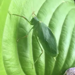 Common True Katydid thumbnail 2