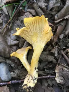 Cantharellus camphoratus thumbnail 1