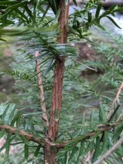 Japanese yew thumbnail 4
