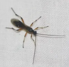 Aleiodes pseudoterminalis thumbnail 2