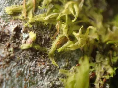 Bluish Veilwort thumbnail 2