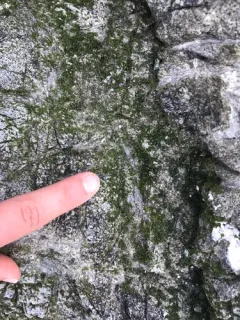 Prasiola borealis thumbnail 2
