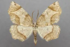 Friendly Probole Moth thumbnail 3