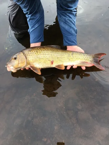 River Redhorse