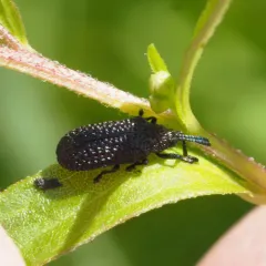 Microrhopala excavata thumbnail 2
