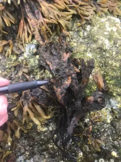 Elachista fucicola thumbnail 3