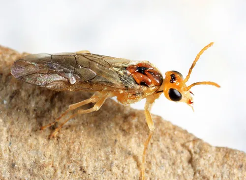 Hoplocampa halcyon