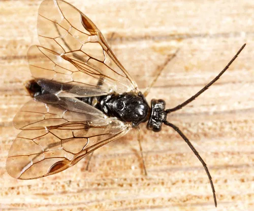 Euura extensicornis