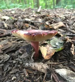 purple-bloom russula thumbnail 2