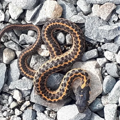 Western Terrestrial Garter Snake