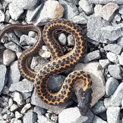 Western Terrestrial Garter Snake thumbnail 1