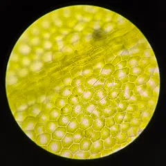 Rock Veilwort thumbnail 4