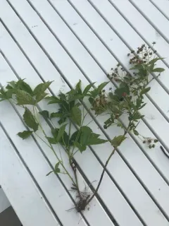 Wisconsin dewberry thumbnail 4