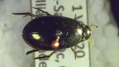 Tropisternus natator thumbnail 3
