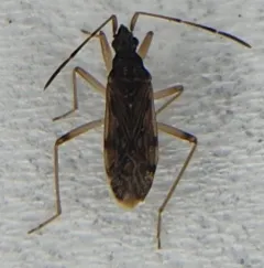 Ozophora salsaverdeae thumbnail 2