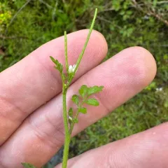 little western bittercress thumbnail 3