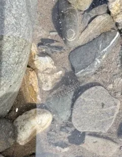 Gammarus tigrinus thumbnail 4