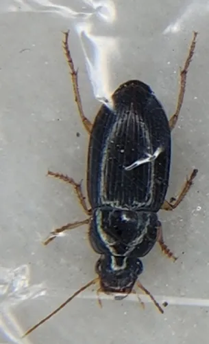 Notiobia sayi