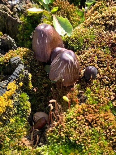 Agaricus endoxanthus
