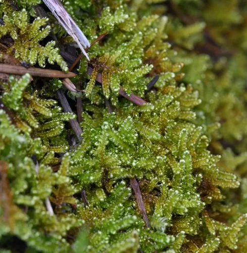 Curly Plait Moss