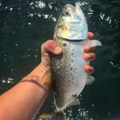 Atlantic Menhaden thumbnail 3