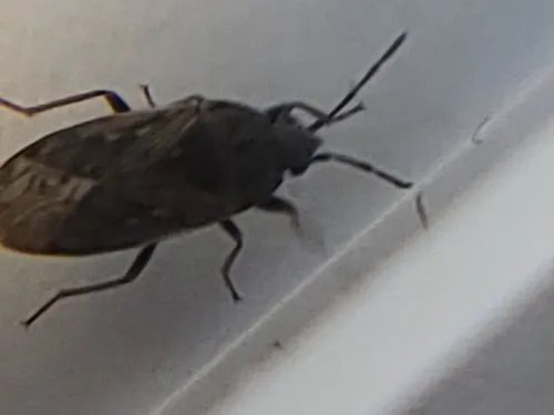 Peritrechus convivus