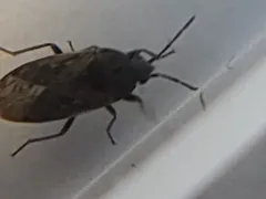 Peritrechus convivus thumbnail 1