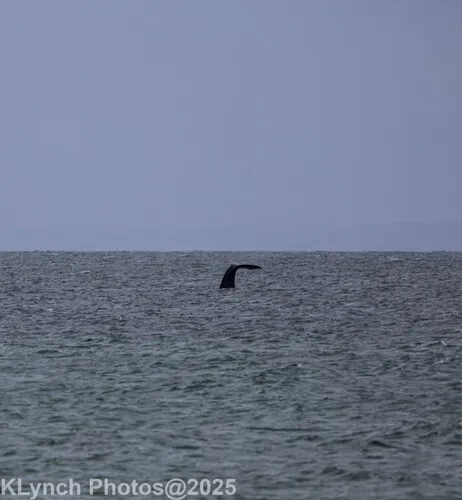 North Atlantic Right Whale
