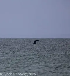 North Atlantic Right Whale thumbnail 1