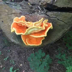 Conifer Chicken of the Woods thumbnail 4