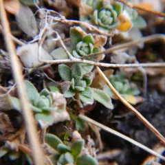 Snow Whitlowgrass thumbnail 2