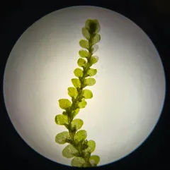 Micheli's Least Pouncewort thumbnail 4
