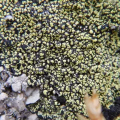 yellow map lichen thumbnail 3
