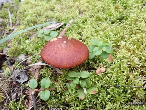Boreal Bolete