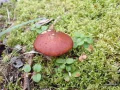 Boreal Bolete thumbnail 1