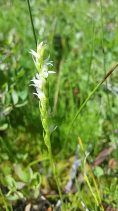 languid ladies'-tresses thumbnail 4