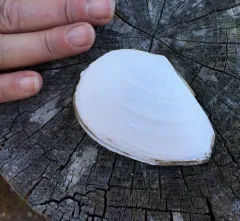 Bent-nosed Clam thumbnail 1