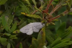 Blueberry Gray thumbnail 1