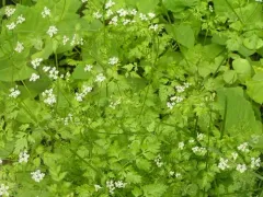 Garden Chervil thumbnail 1