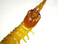 Boreal Yellow-headed Soil Centipede thumbnail 2