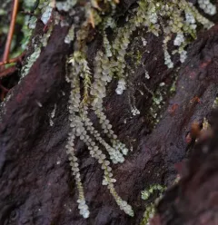 Blue Pouchwort thumbnail 1