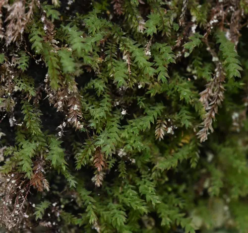 Opal Nodding Moss
