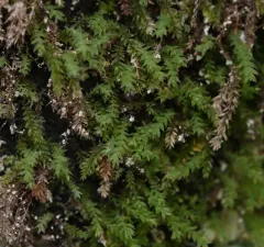 Opal Nodding Moss thumbnail 1