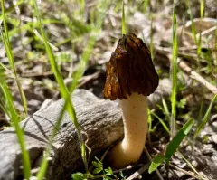 Morchella populiphila thumbnail 4