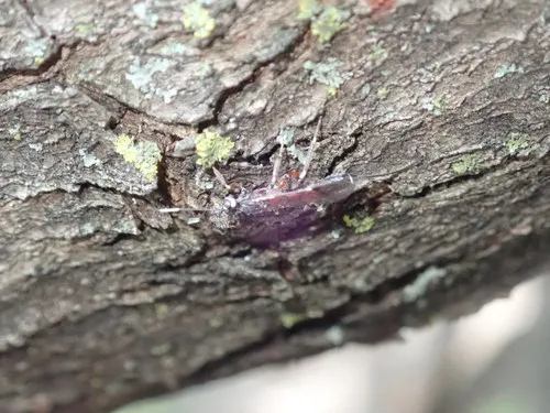 Xorides calidus