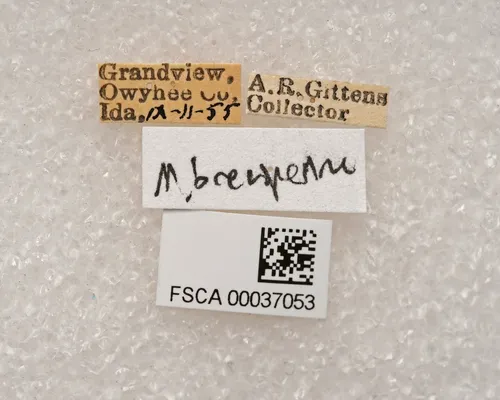 Megacheuma brevipennis