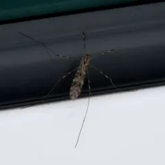 Sixspot Cranefly thumbnail 3