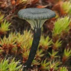 Verdigris Navel thumbnail 4